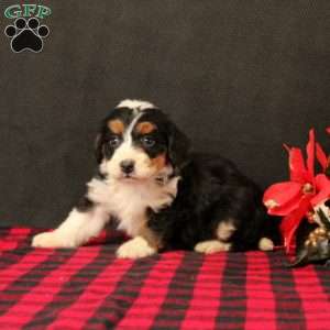 Oliviana, Mini Bernedoodle Puppy